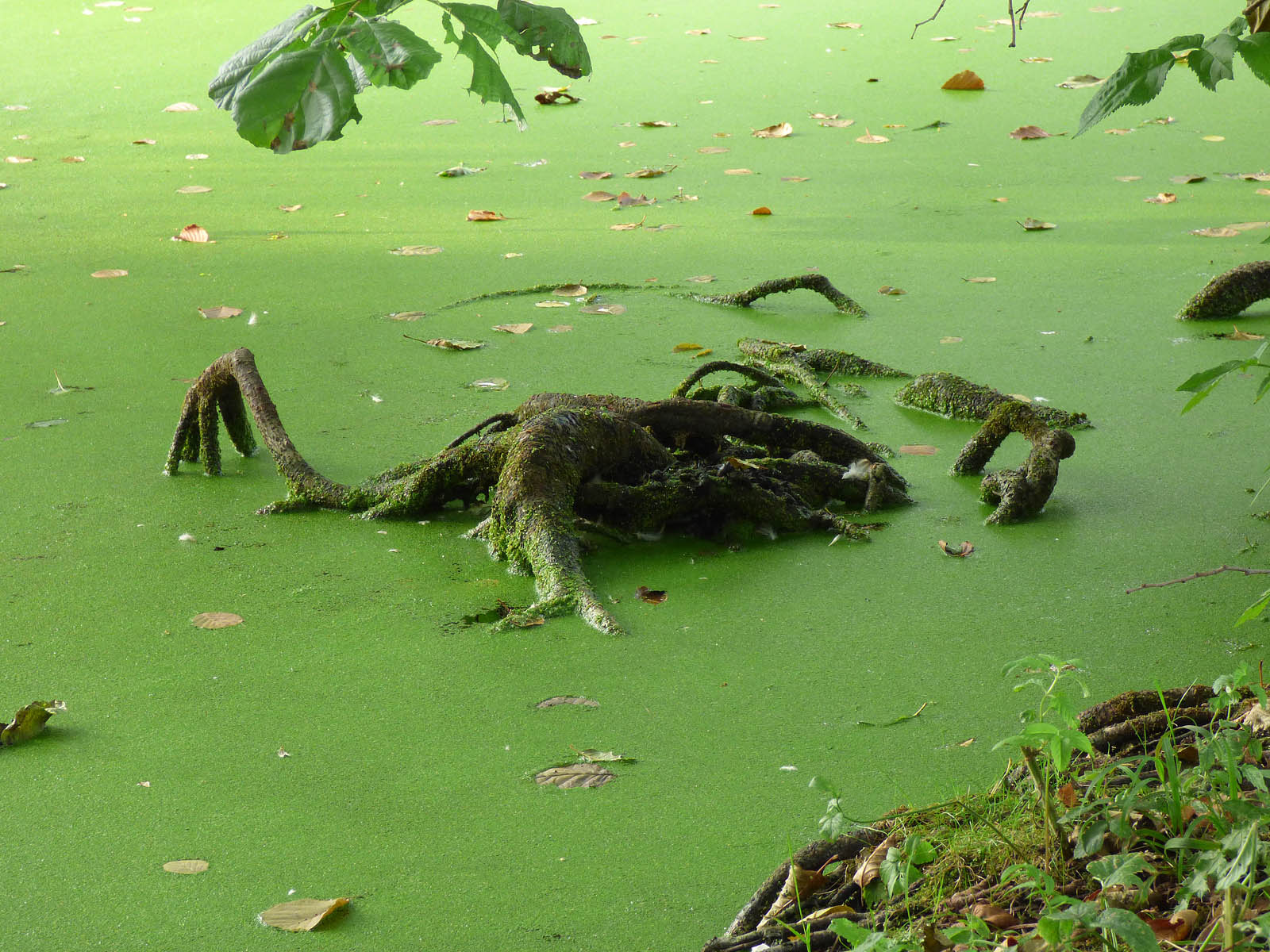 Etang du Gouy